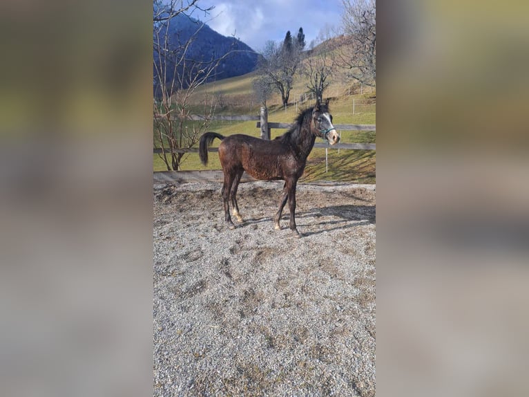 Purosangue arabo Stallone 1 Anno Grigio rossastro in Poljane nad Škofjo Loko