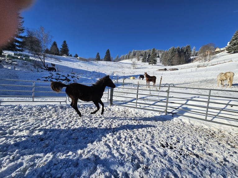 Purosangue arabo Stallone 1 Anno Morello in Todtnau