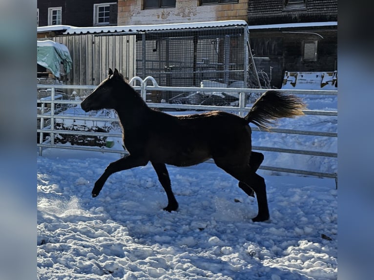 Purosangue arabo Stallone 1 Anno Morello in Todtnau