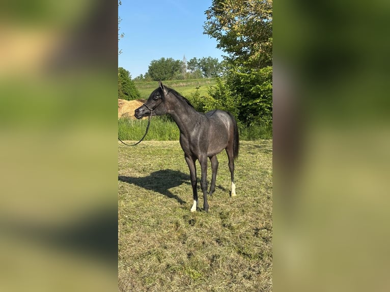 Purosangue arabo Stallone 1 Anno Può diventare grigio in Borgo d' Anaunia