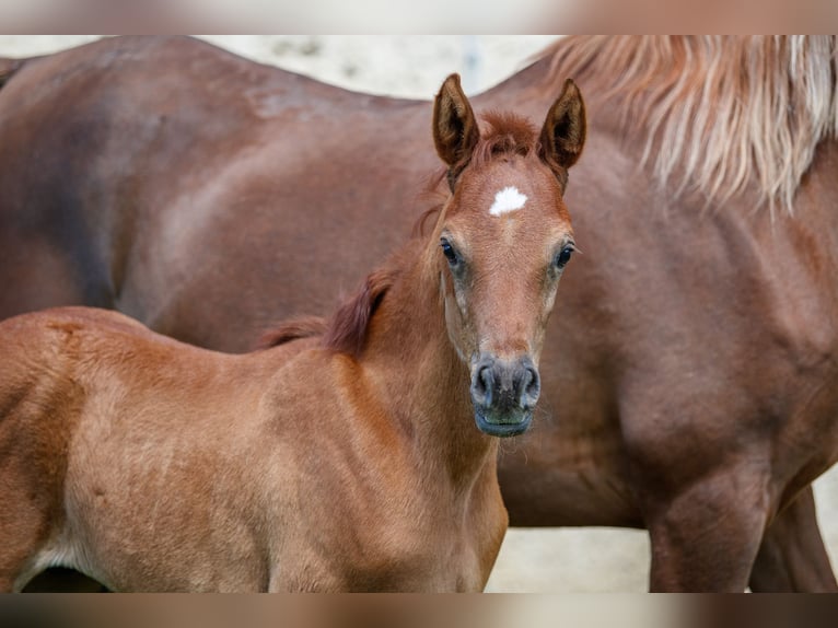 Purosangue arabo Stallone 1 Anno Può diventare grigio in Gomadingen
