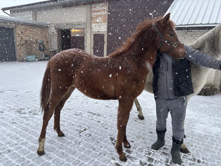 Purosangue arabo Stallone 1 Anno Sauro in Szepietowo
