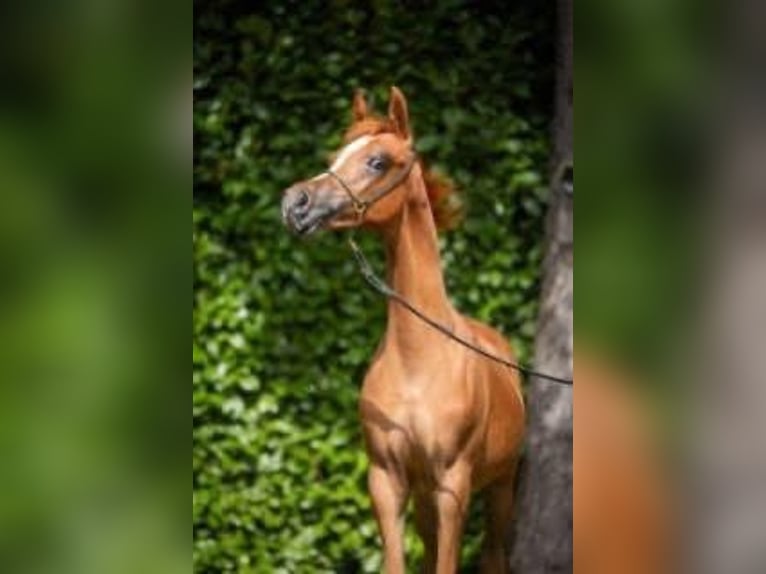 Purosangue arabo Stallone 1 Anno Sauro scuro in Pilisvörösvár