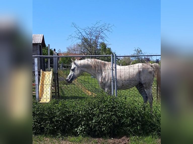 Purosangue arabo Stallone 20 Anni 154 cm Grigio in Sefferweich