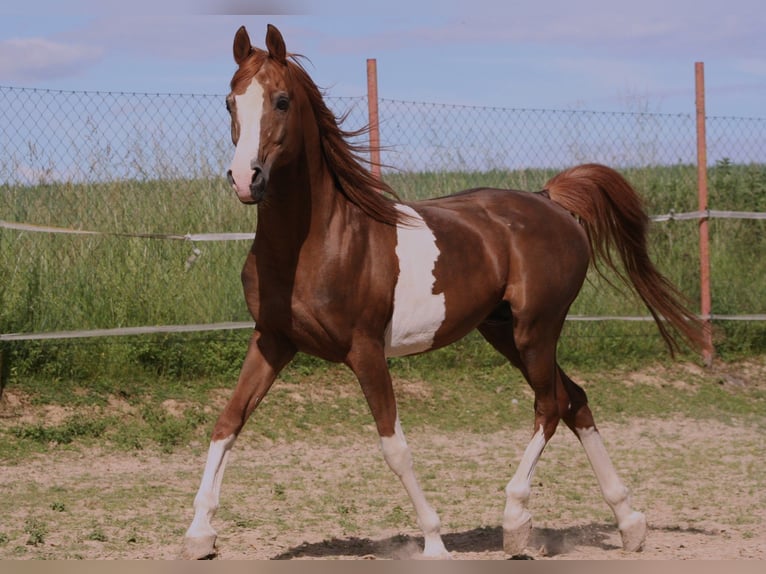 Purosangue arabo Stallone 24 Anni 154 cm Sauro in Kraichtal