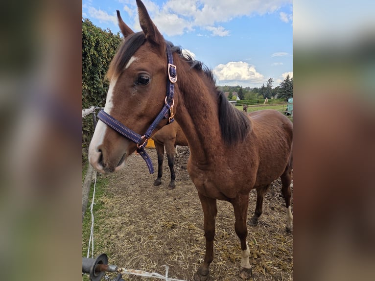 Purosangue arabo Stallone 2 Anni 140 cm Baio in Zwickau
