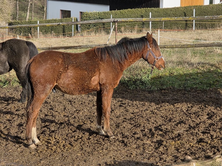 Purosangue arabo Stallone 2 Anni 140 cm Baio in Zwickau