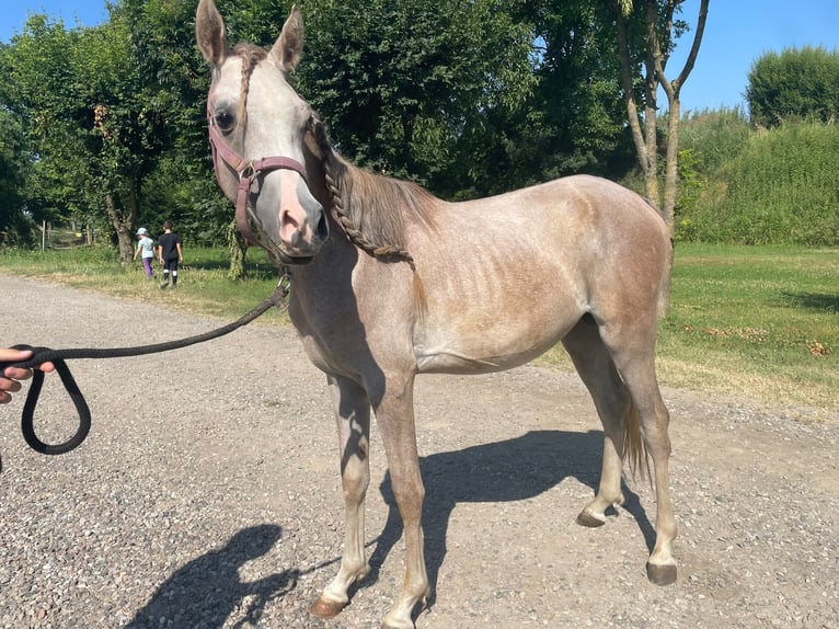 Purosangue arabo Stallone 2 Anni 140 cm Grigio in San Rocco Al Porto