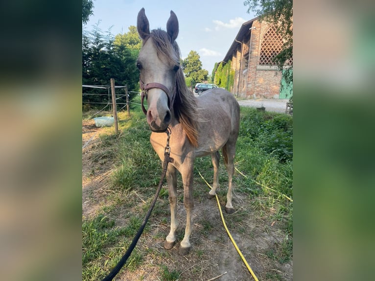 Purosangue arabo Stallone 2 Anni 140 cm Grigio in San Rocco Al Porto