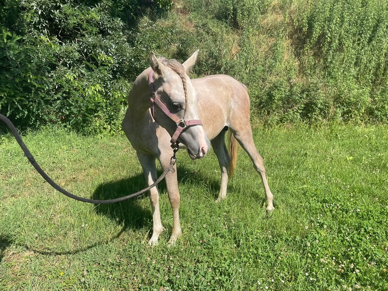 Purosangue arabo Stallone 2 Anni 140 cm Grigio in San Rocco Al Porto