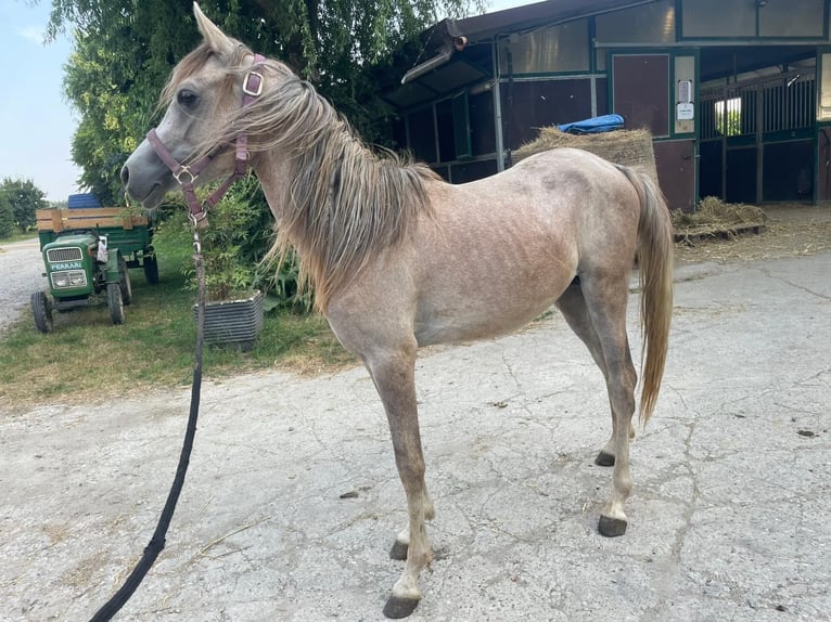 Purosangue arabo Stallone 2 Anni 140 cm Grigio in San Rocco Al Porto