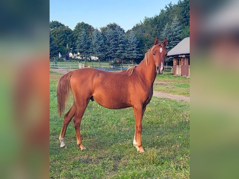 Purosangue arabo Stallone 2 Anni 142 cm Sauro scuro in Lubiszyn