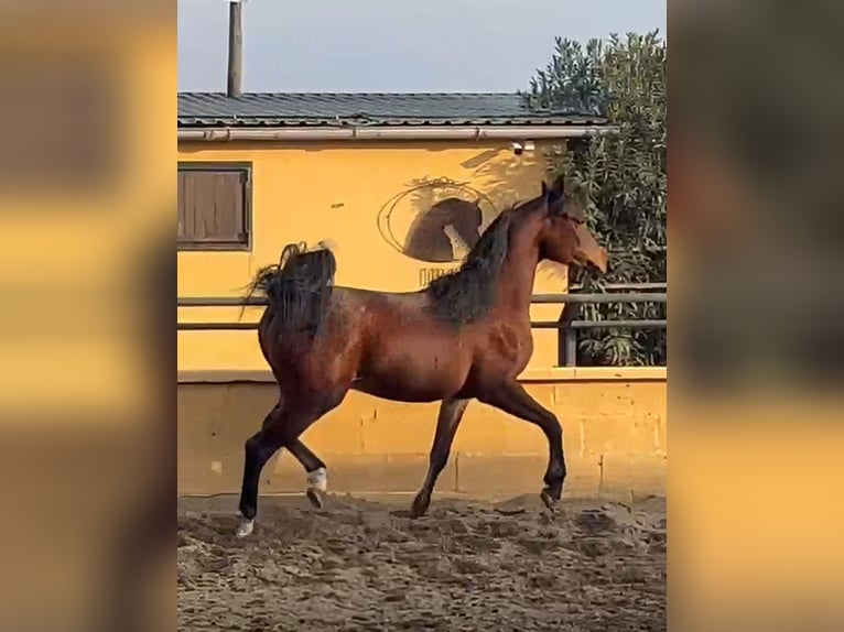 Purosangue arabo Stallone 2 Anni 143 cm Baio in Madrid