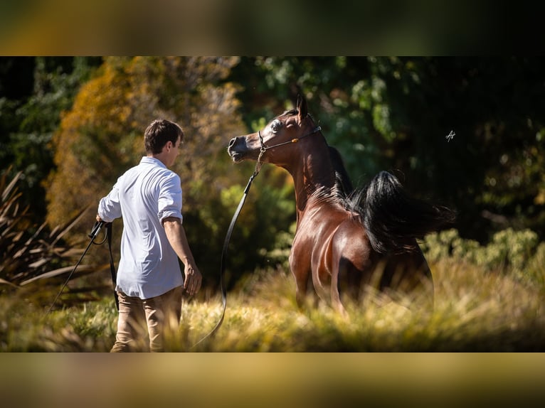 Purosangue arabo Stallone 2 Anni 143 cm Baio in Madrid