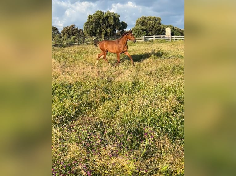 Purosangue arabo Stallone 2 Anni 150 cm Baio in Villanueva De Cordoba