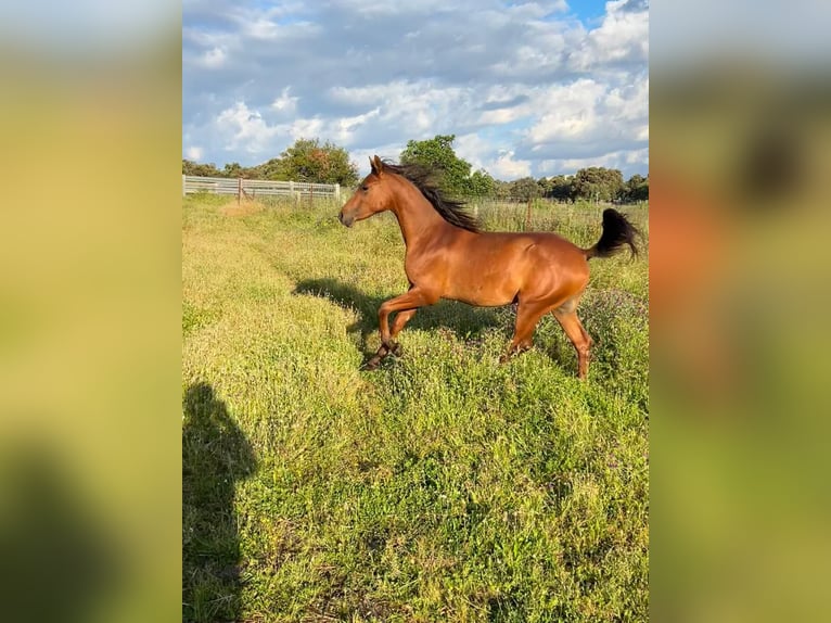 Purosangue arabo Stallone 2 Anni 150 cm Baio in Villanueva De Cordoba