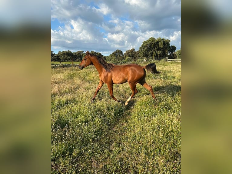 Purosangue arabo Stallone 2 Anni 150 cm Baio in Villanueva De Cordoba