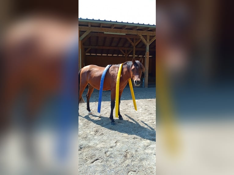 Purosangue arabo Stallone 2 Anni 150 cm Baio in Amtzell