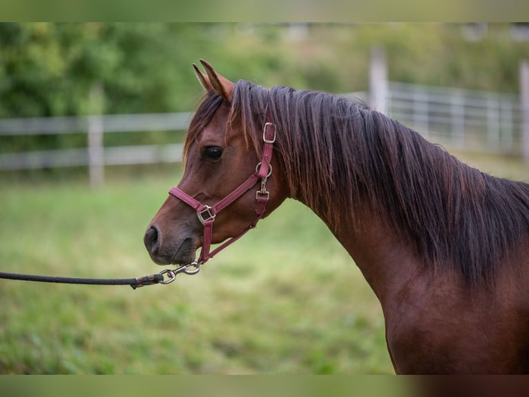 Purosangue arabo Stallone 2 Anni 150 cm Baio in Amtzell