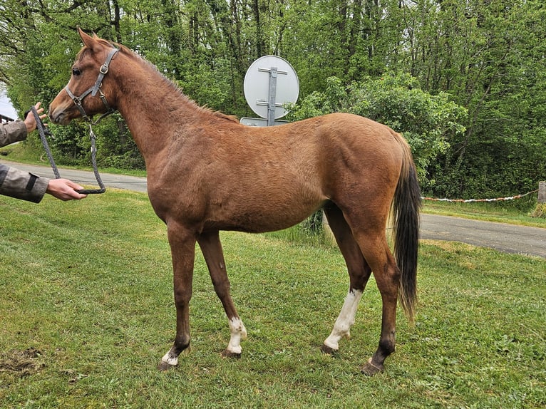 Purosangue arabo Stallone 2 Anni 150 cm Baio in ARMILLAC