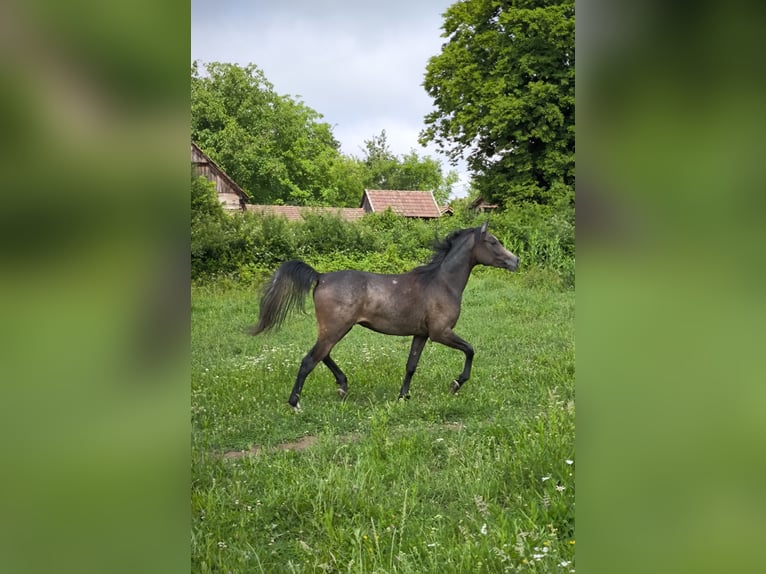 Purosangue arabo Stallone 2 Anni 150 cm Grigio in Cerina