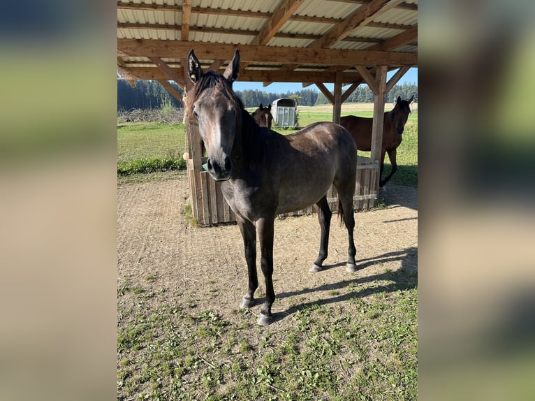 Purosangue arabo Stallone 2 Anni 152 cm Grigio ferro in Wain