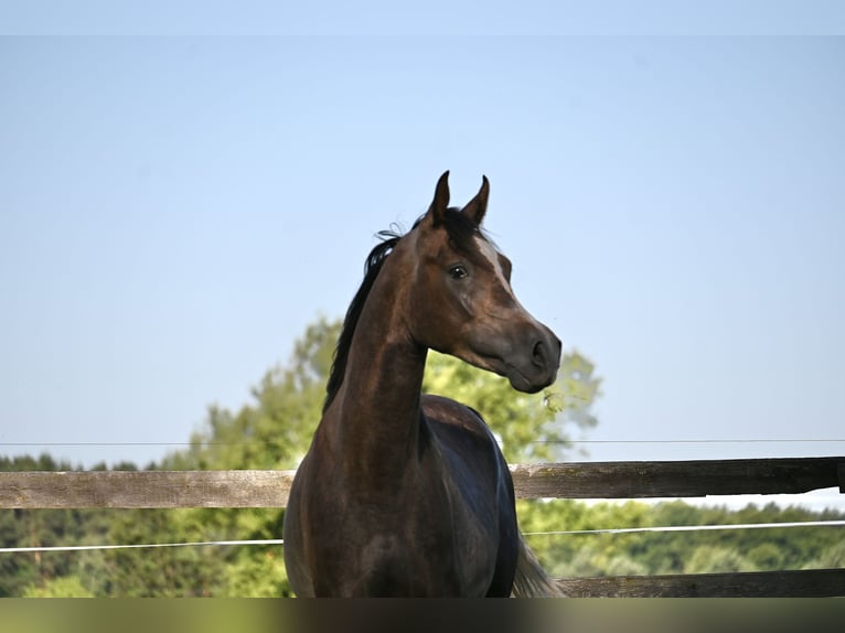 Purosangue arabo Stallone 2 Anni 152 cm Sauro scuro in HALIN&#xD3;W