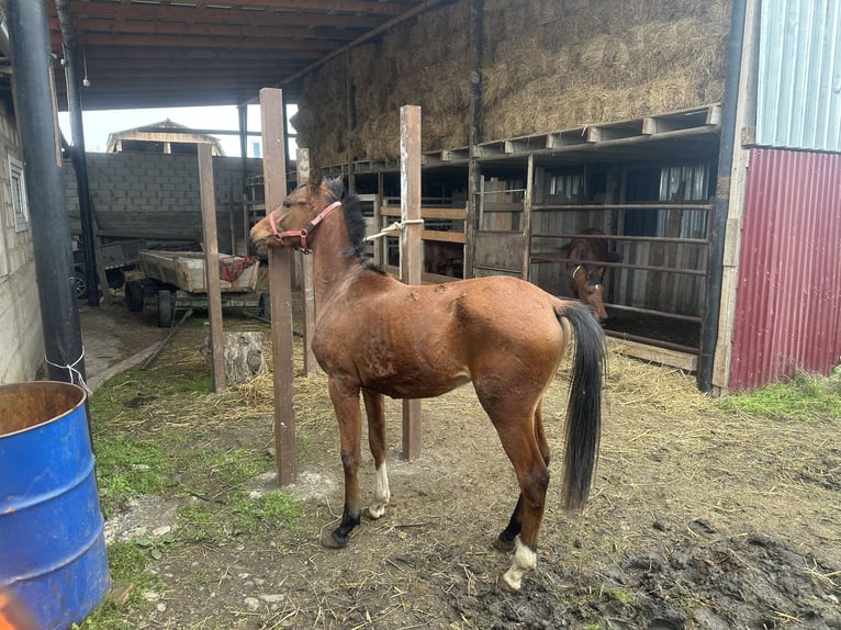 Purosangue arabo Stallone 2 Anni 152 cm Sauro scuro in Нестеровская