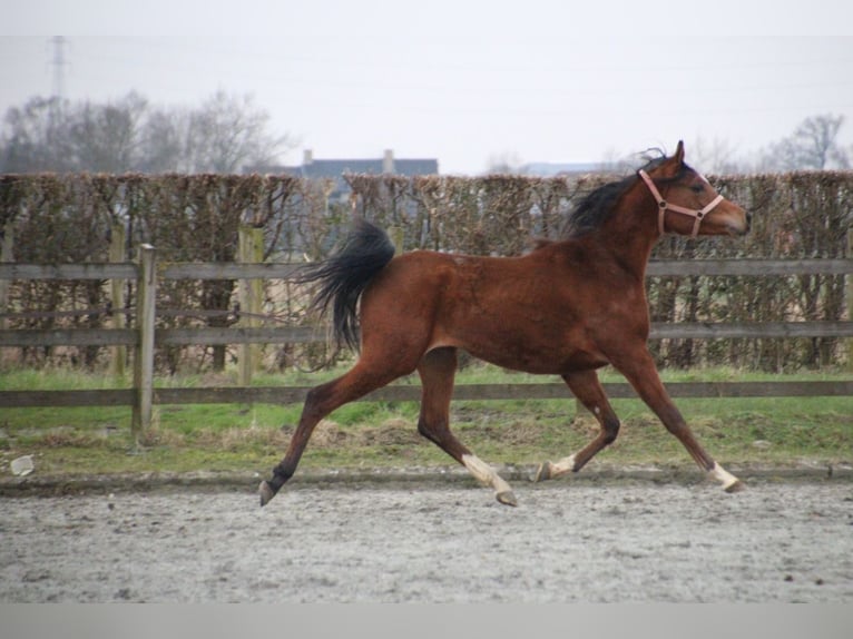 Purosangue arabo Stallone 2 Anni 154 cm Baio in Hooglede