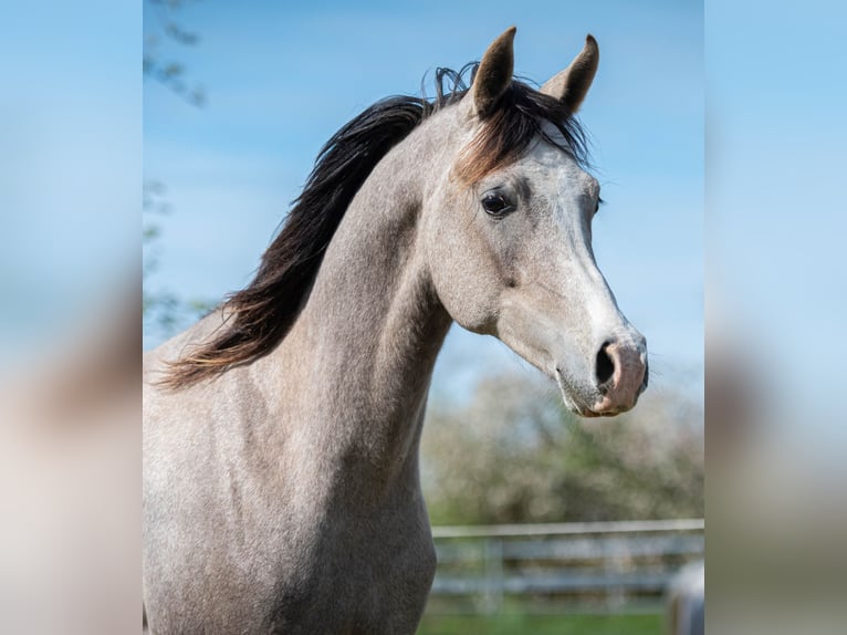 Purosangue arabo Stallone 2 Anni 154 cm Grigio in Gemünden (Felda)