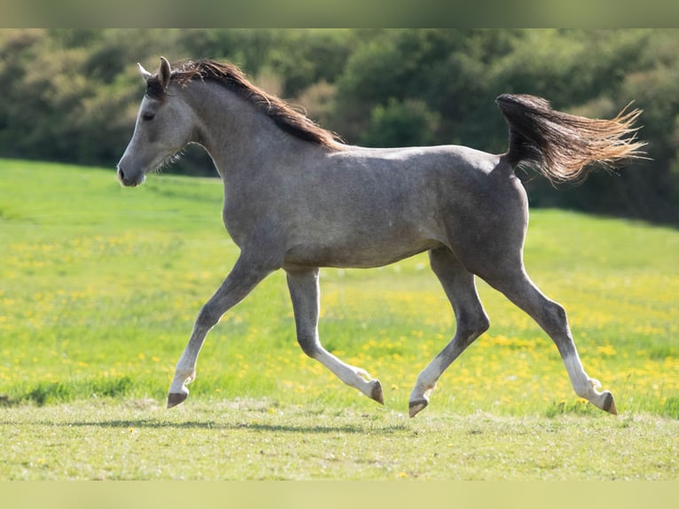 Purosangue arabo Stallone 2 Anni 154 cm Grigio in Gemünden (Felda)