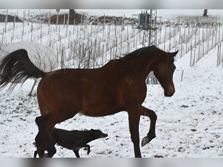 Purosangue arabo Stallone 2 Anni 155 cm Baio in Koprivnica