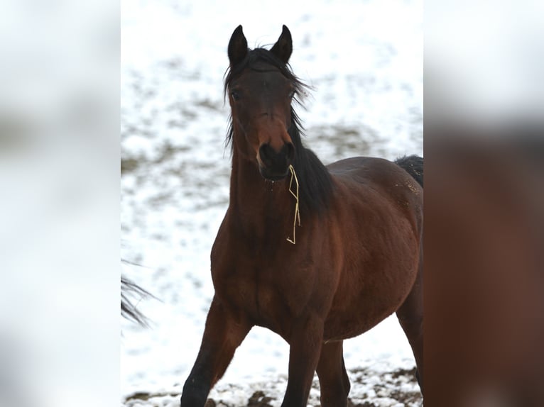 Purosangue arabo Stallone 2 Anni 155 cm Baio in Koprivnica