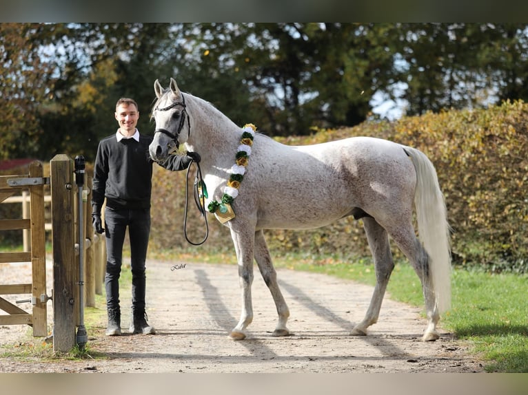 Purosangue arabo Stallone 2 Anni 155 cm Grigio in Gemünden (Felda)