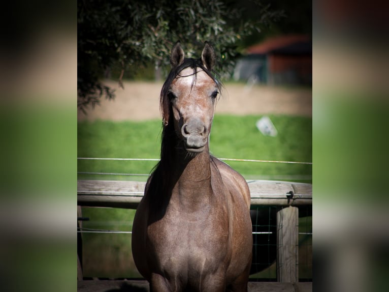 Purosangue arabo Stallone 2 Anni 155 cm Grigio in BELOEIL