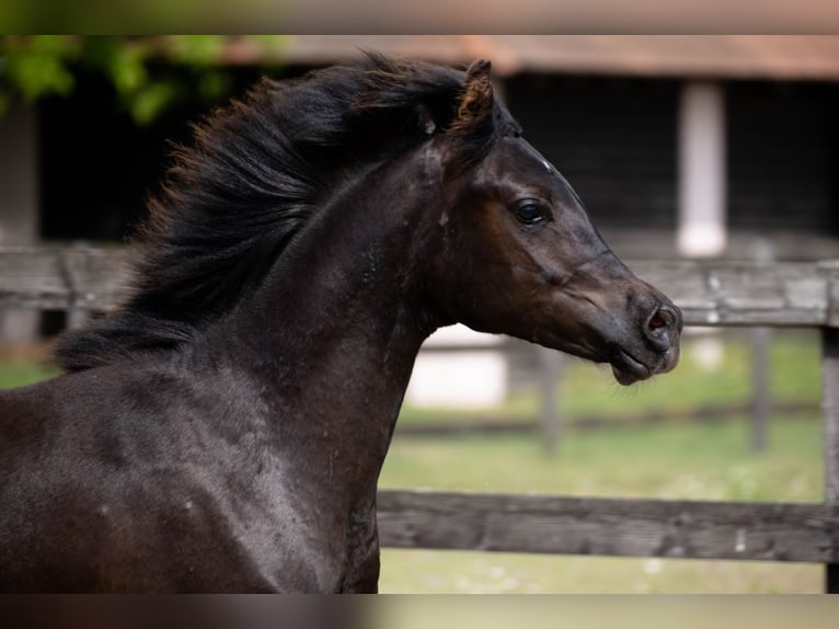 Purosangue arabo Stallone 2 Anni 155 cm Morello in Nesvady