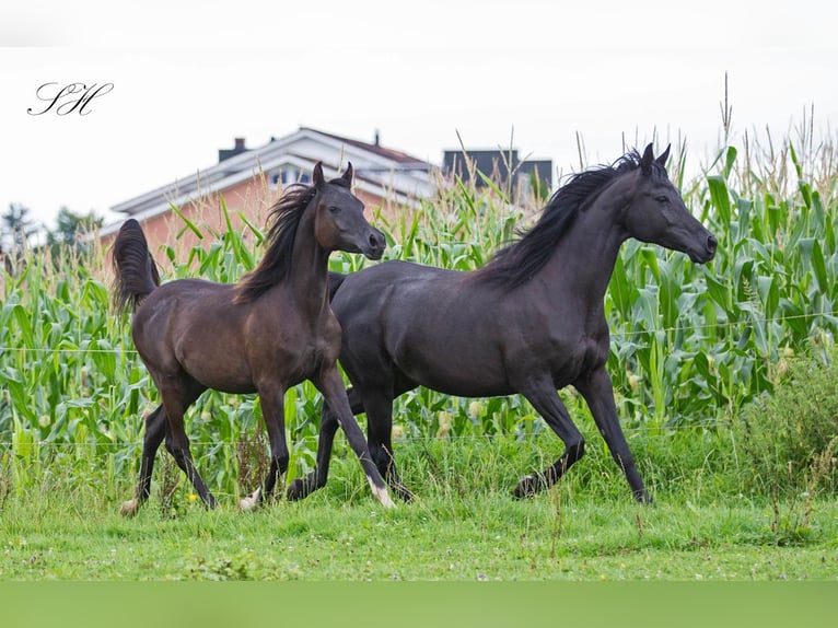 Purosangue arabo Stallone 2 Anni 155 cm Morello in Hagendorn