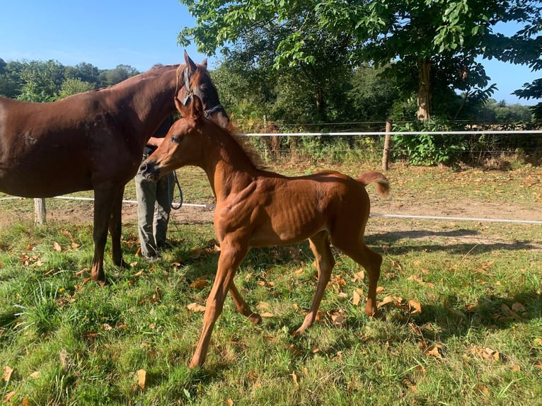 Purosangue arabo Stallone 2 Anni 158 cm Sauro scuro in Laurenan