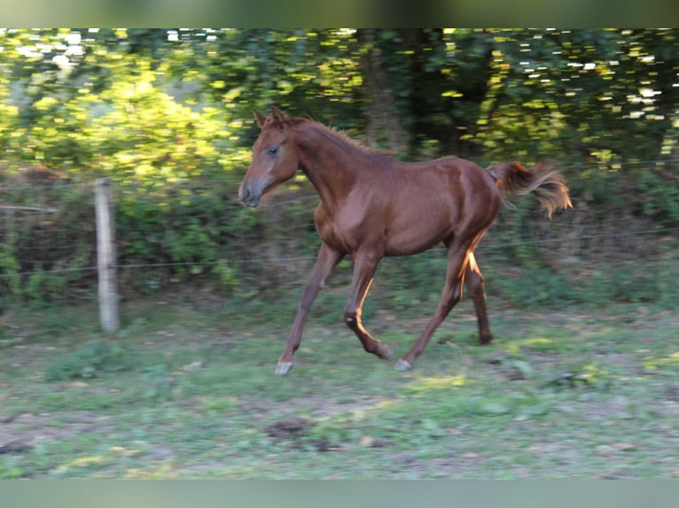 Purosangue arabo Stallone 2 Anni 158 cm Sauro scuro in Laurenan