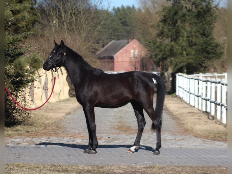 Purosangue arabo Stallone 2 Anni 159 cm Morello in Santok