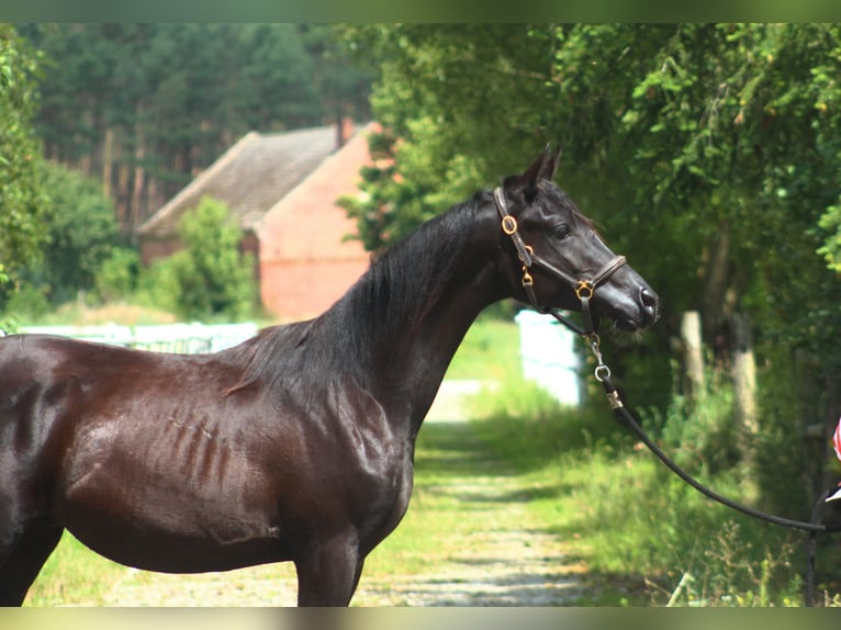 Purosangue arabo Stallone 2 Anni 159 cm Morello in Santok