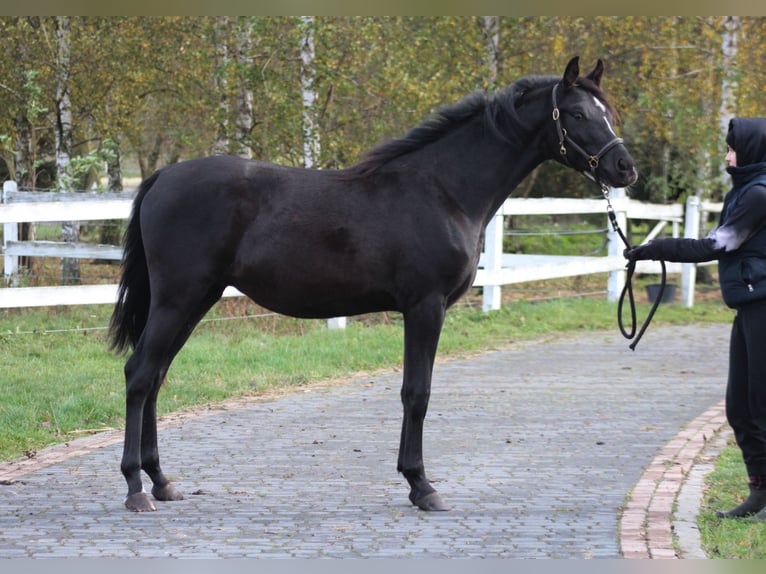 Purosangue arabo Stallone 2 Anni 159 cm Morello in Santok