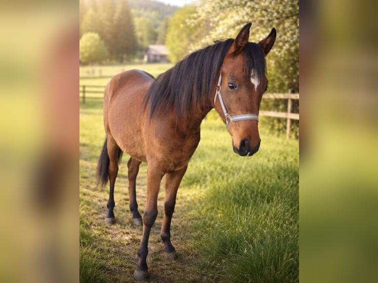 Purosangue arabo Stallone 2 Anni Baio in Straßwalchen