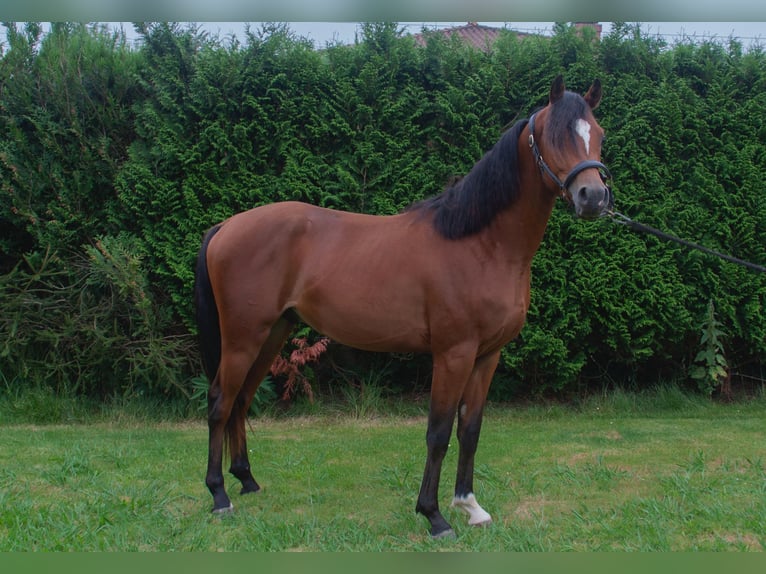 Purosangue arabo Stallone 2 Anni Baio in Bilbao