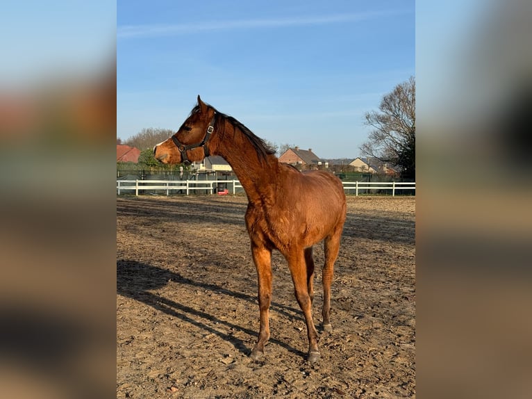 Purosangue arabo Stallone 2 Anni Baio in Heusden zolder