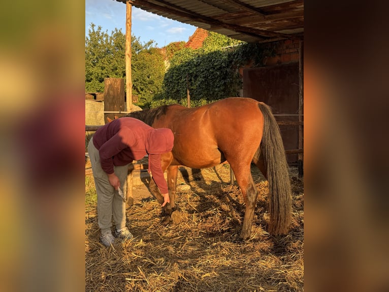Purosangue arabo Stallone 2 Anni Baio ciliegia in Ko&#x15B;cian