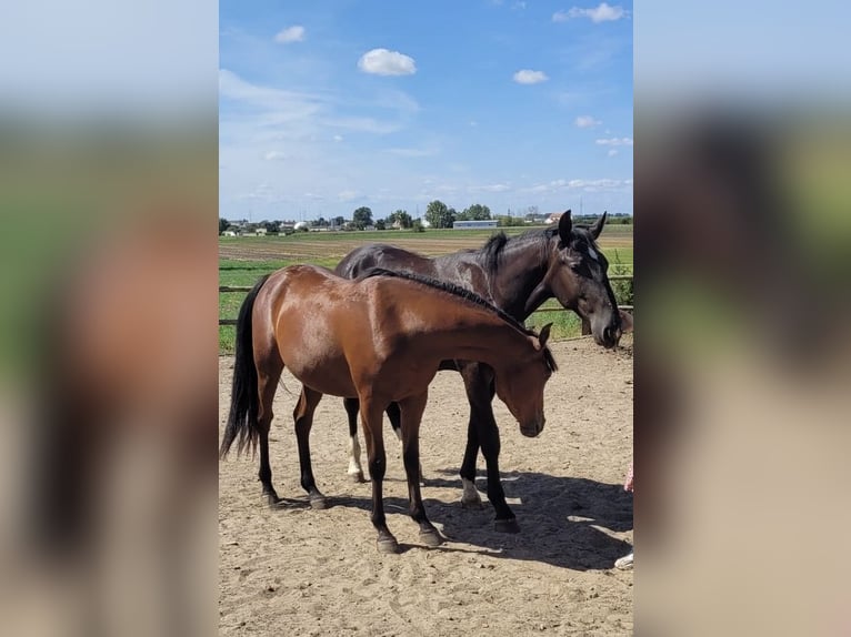Purosangue arabo Stallone 2 Anni Baio ciliegia in Ko&#x15B;cian