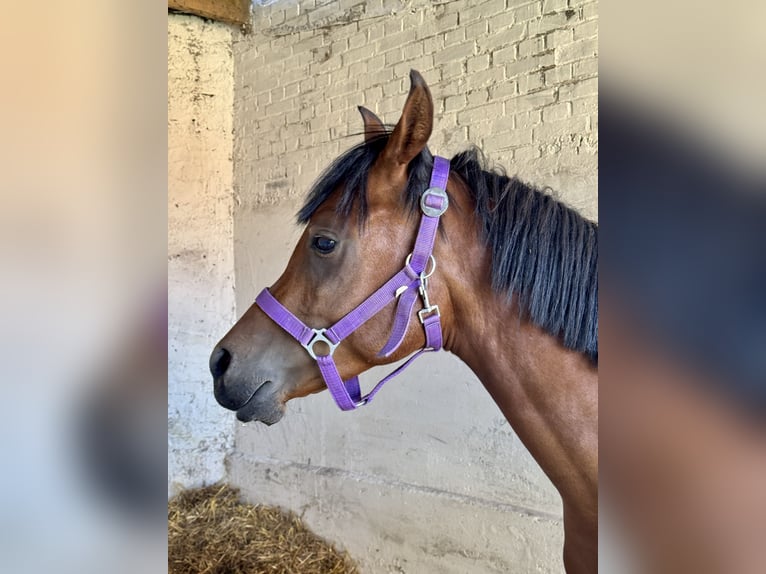 Purosangue arabo Stallone 2 Anni Baio ciliegia in Ko&#x15B;cian