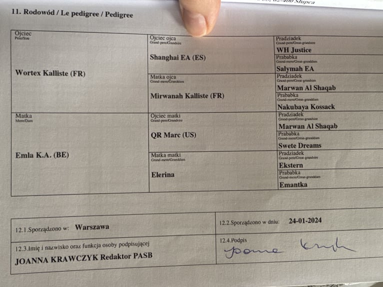 Purosangue arabo Stallone 2 Anni Baio ciliegia in Ko&#x15B;cian