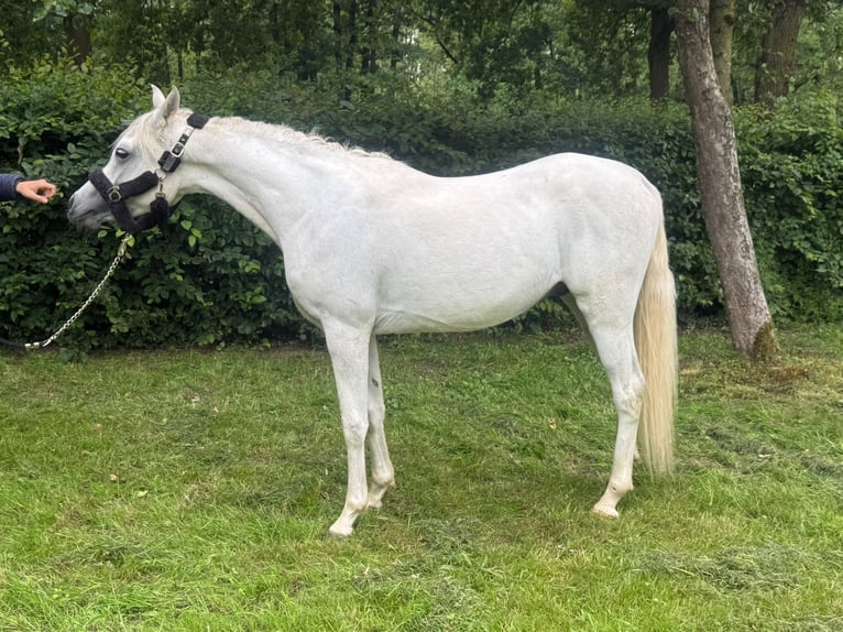 Purosangue arabo Stallone 2 Anni Grigio in Bergen L